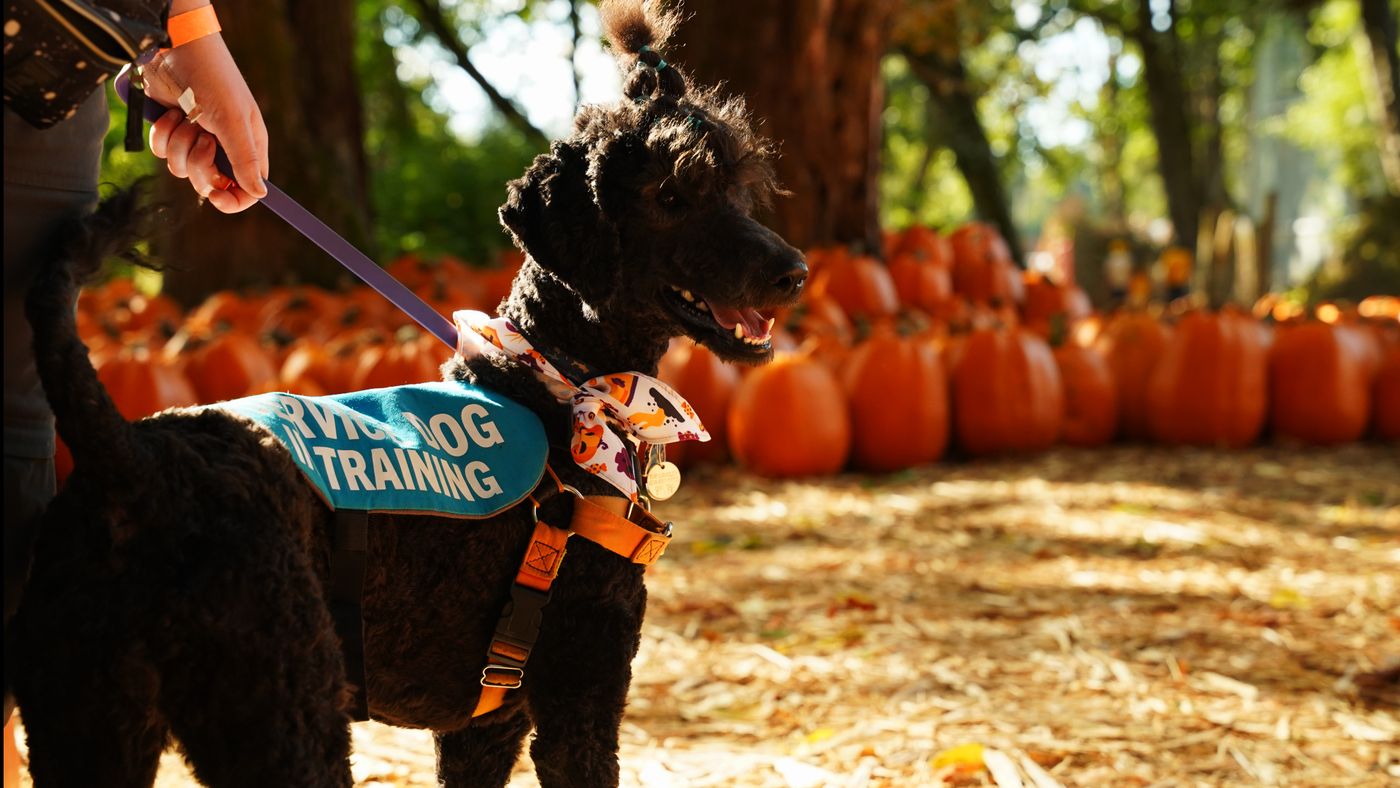 A dog working closely with a handler outdoors
