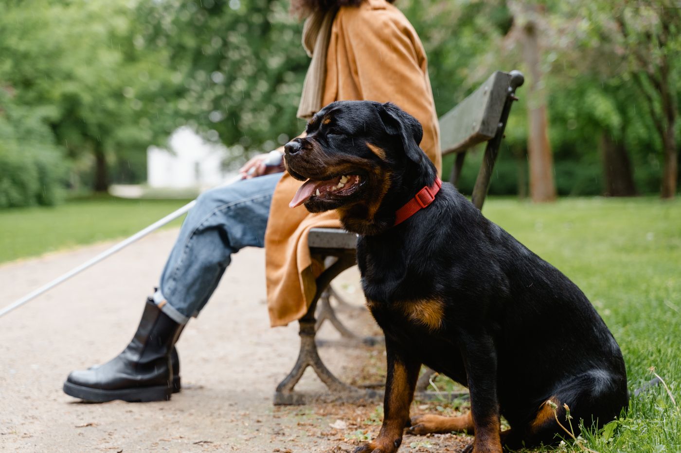 A relaxed dog sitting beside its owner